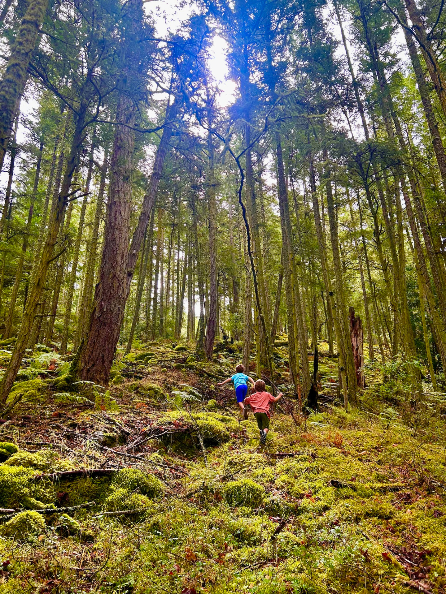 Two children running up a mossy hillside through a sunlit forest